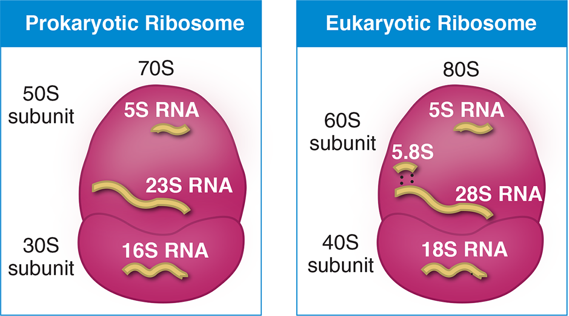 prokaryotic: 70S, composed of 50S (5S + 23S) and 30S (16S) subunits; eukaryotic: 80S, composed of 60S (5S + 5.8S + 28S) and 40S (18S) subunits