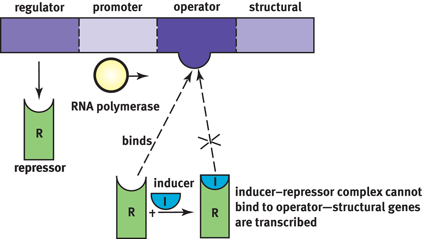 regulator, promoter, operator, and structural genes in order; regulator makes repressor that can bind operator or, if inducer present, inducer-repressor complex cannot bind to operator and RNA polymerase binds to promoter, transcribing genes