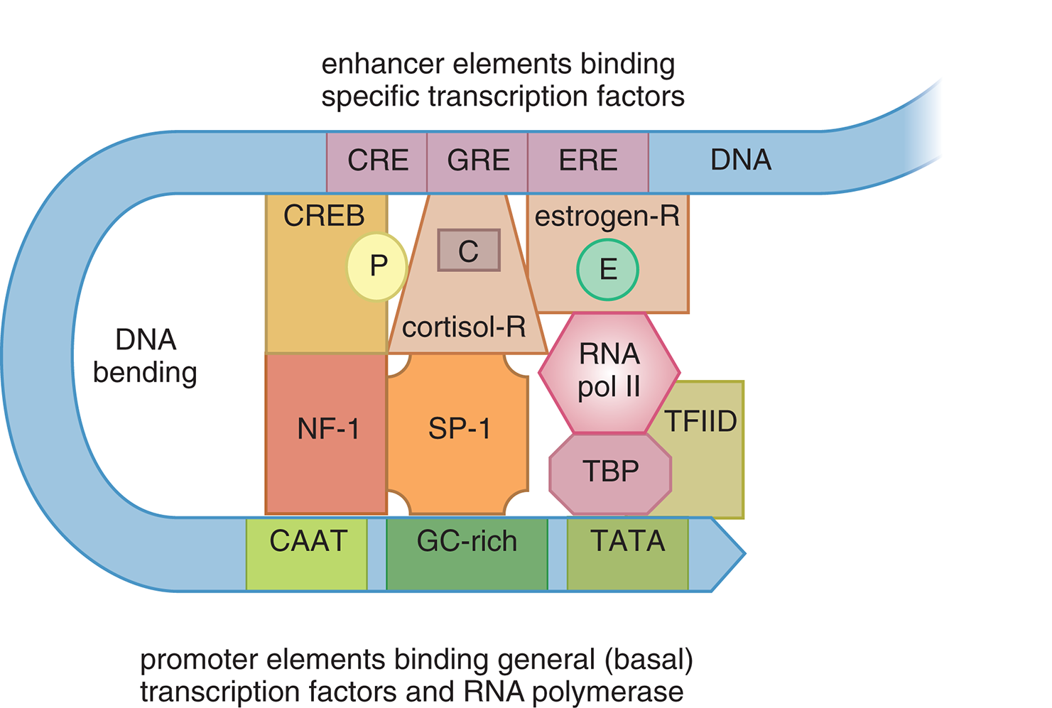 DNA with response elements; receptors and CREB bonded to their signals and to enhancers; promoter elements bind general (basal) tarnscription factors and RNA polymerase