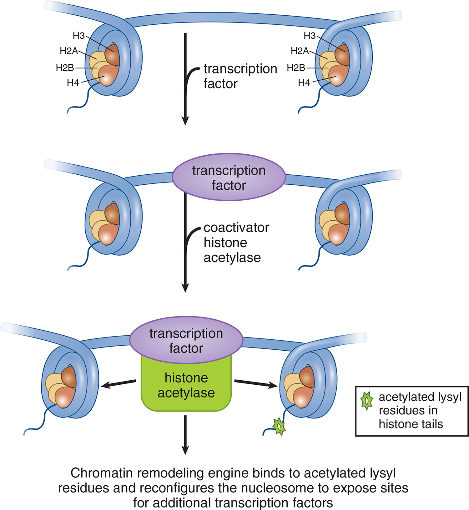 transcription factor binds to DNA, histone acetylase binds to transcription factor and actyles lysyl residues in histone tails