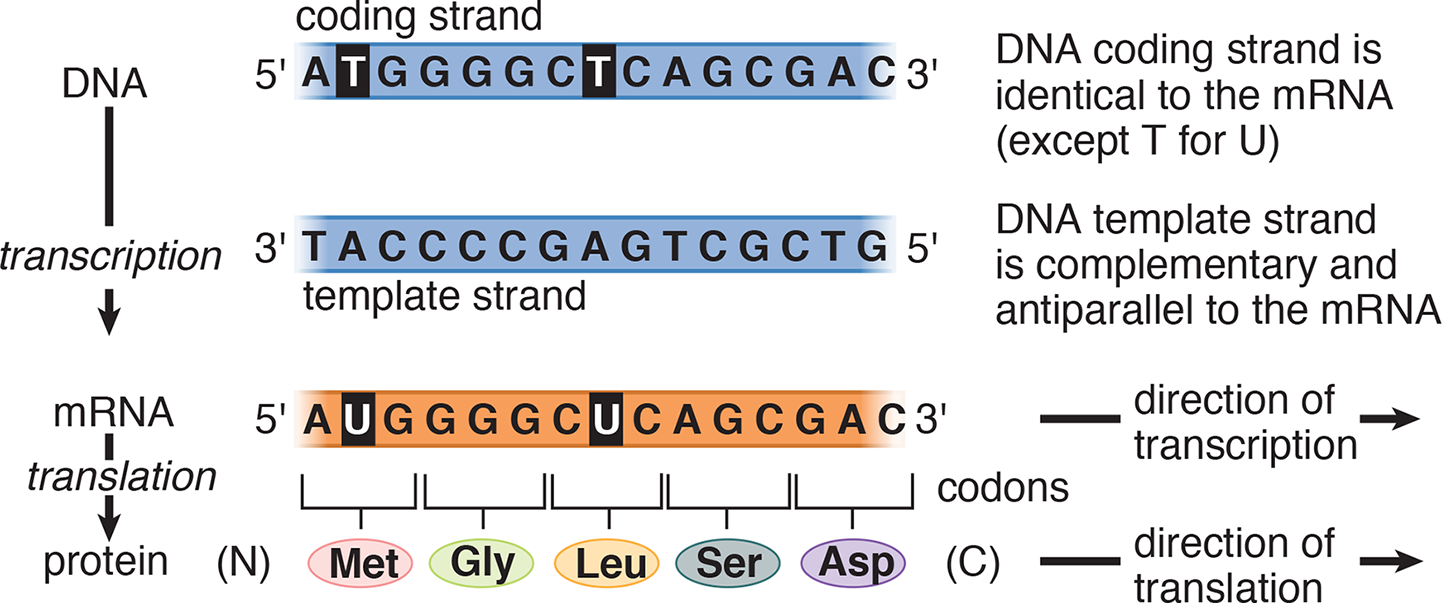 DNA coding strand is identical to the mRNA (except T for U); template strand is complementary and antiparallel to mRNA; template strand transcribed to mRNA (5' to 3'), which is translated to protein (N- to C-terminus)