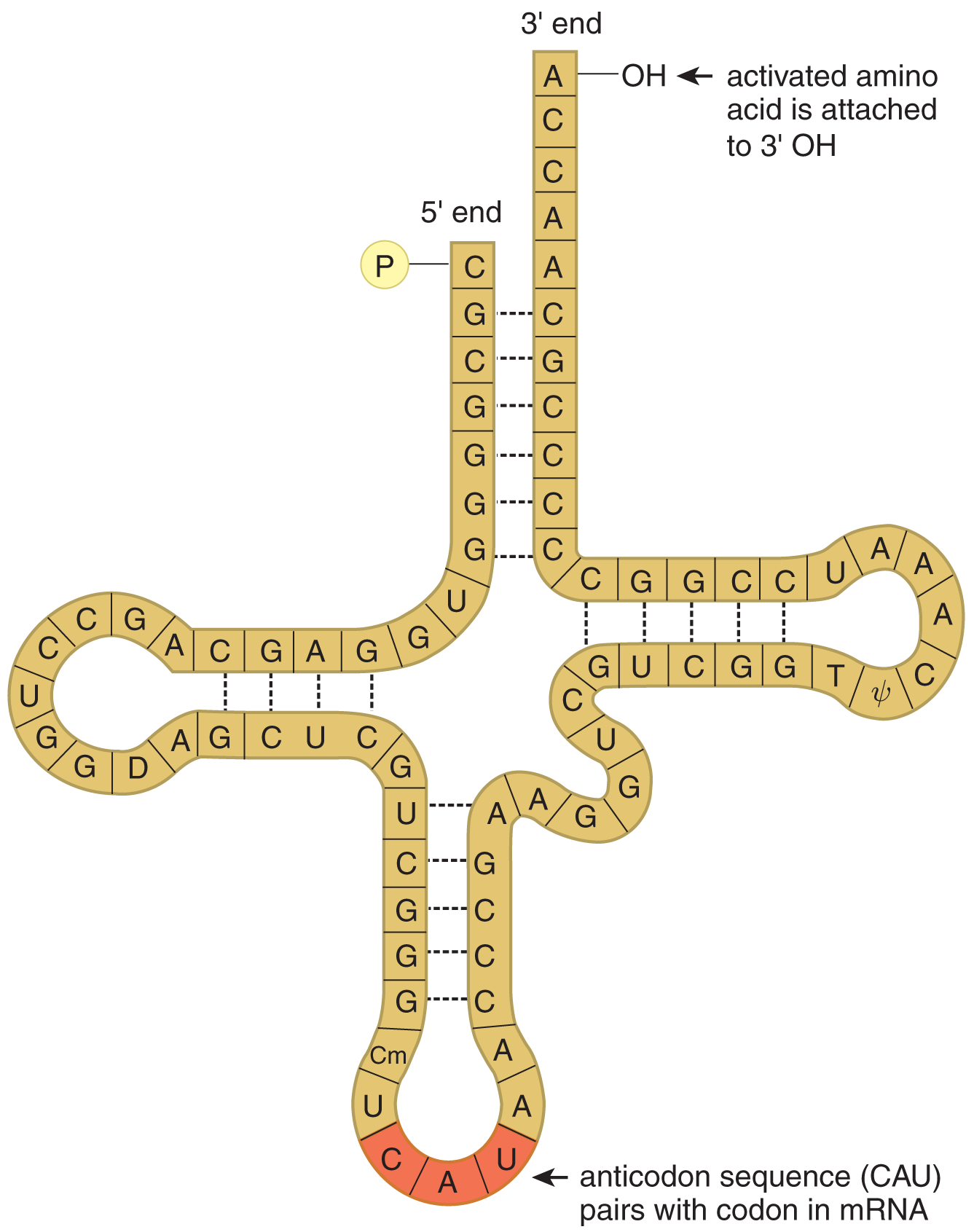 tRNA, a convoluted strand of RNA with amino acid attached to 3' hydroxyl group and three-letter anticodon sequence that pairs with codon in mRNA