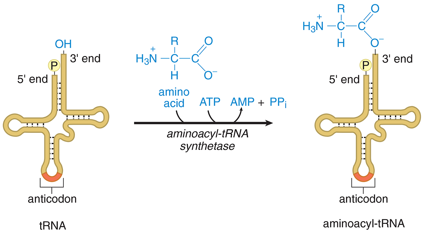 tRNA charged with amino acid using aminoacyl-tRNA synthetase; ATP cleaved to AMP and pyrophosphate