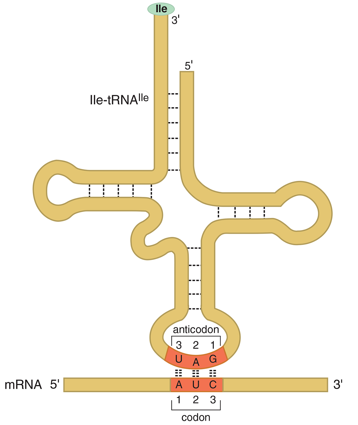 AUC in mRNA pairing with GAU in tRNA
