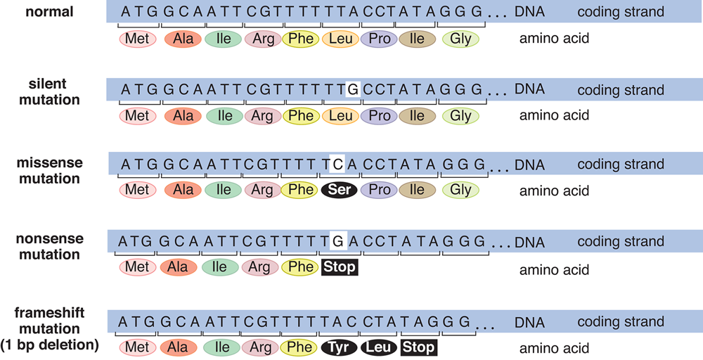normal DNA, silent mutation, missense mutation, nonsense mutation, frameshift mutation (1 bp deletion)
