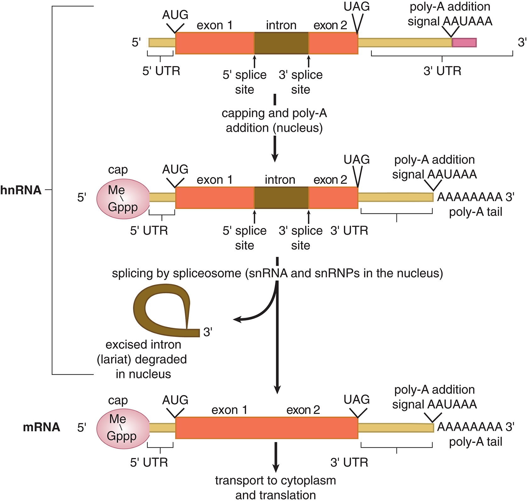 hnRNA has 5' cap and 3' poly-A tail added, then intron excised as a lariat, forming mRNA