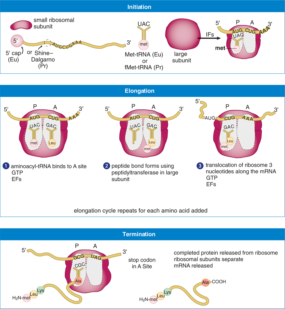 initiation, elongation, and termination; specific steps described in subsequent text