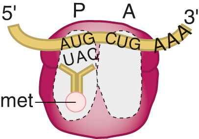 ribosome translating mRNA into a protein