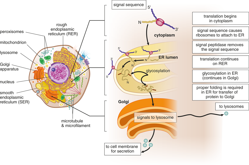 translation begins, signal sequence causes transcript to attach to ER and is cleaved off, transcript created in RER, sent to Golgi for glycosylation, and sent to lysosome or cell membrane