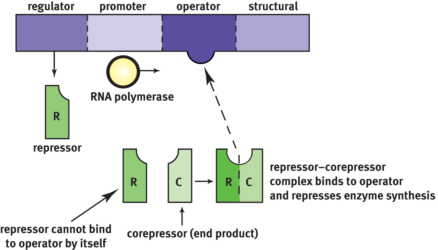 regulator, promoter, operator, structural genes in order; regulator forms repressor that requires a corepressor to bind to operator and repress enzyme synthesis