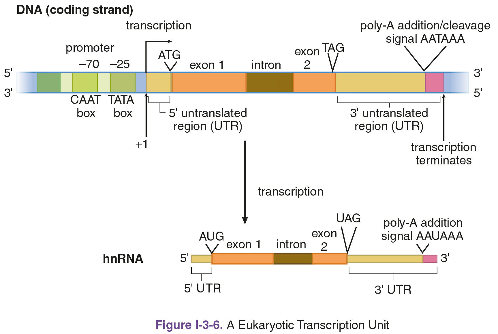 transcription begins at +1 after CAAT and TATA boxes, continues to poly-A addition/cleavage signal AATAAA, forming hnRNA