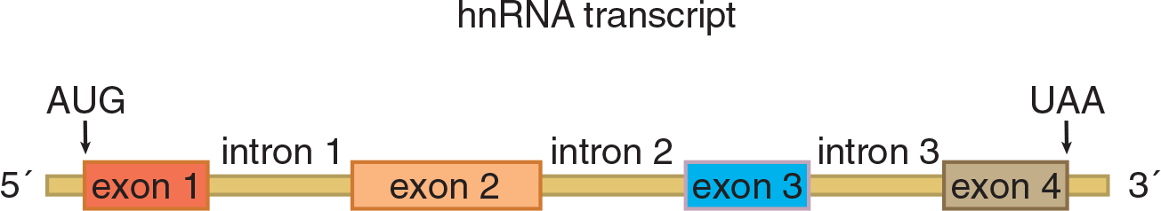 coding regions of an hnRNA molecule