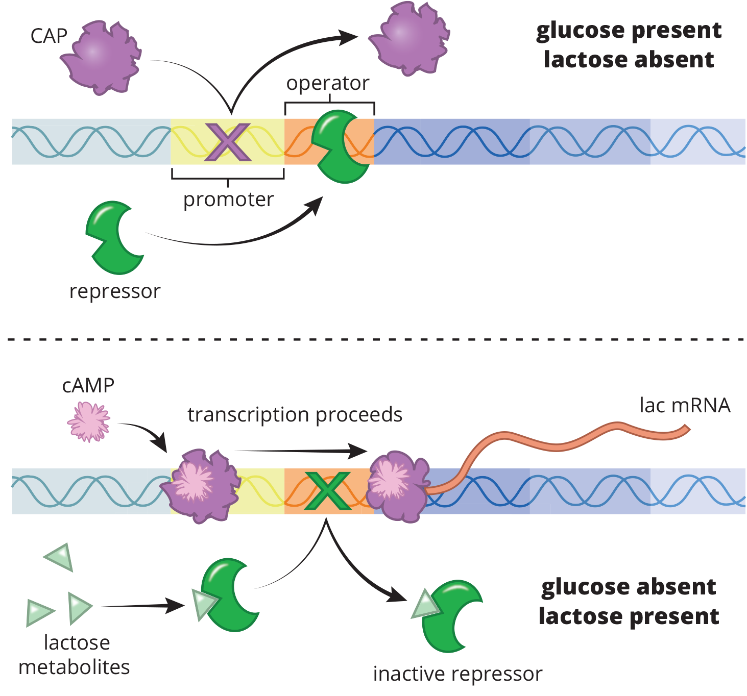 enzyme gene "off": lac repressor complex blocks transcription initiation site; enzyme gene "on": lactose metabolite binds to lac subunit, removing it from DNA and transcription proceeds