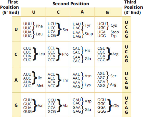 table correlating codons and the amino acids (or stop signals) they code for