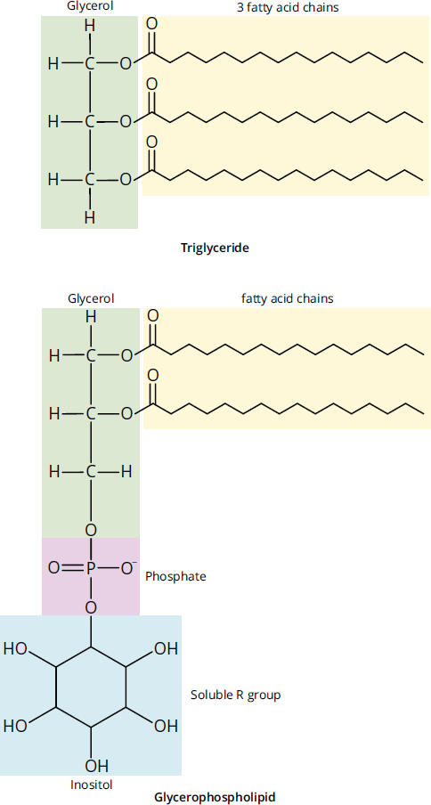 triglycerol: glycerol and three fatty acids; glycerophospholipid: glycerol-3-phosphate with inositol group and two fatty acids