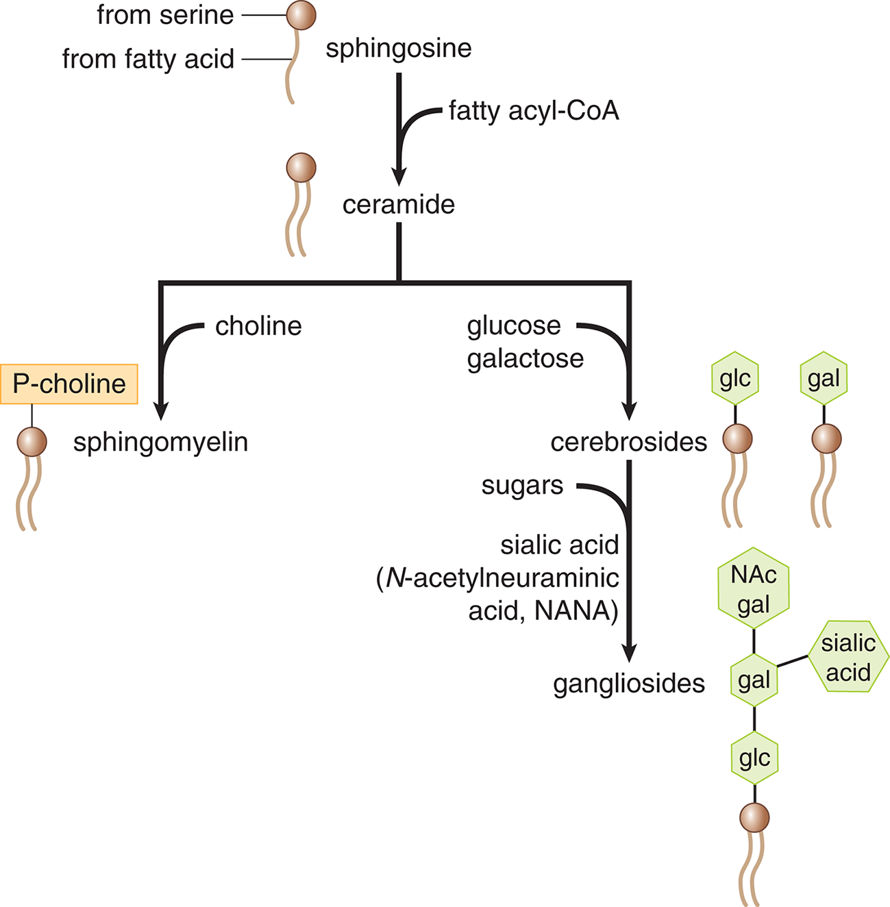 sphigosine + fatty acyl CoA gives ceramide; ceramide + choline gives sphingomyelin; ceramide + monosaccharide gives cerebroside; cerebroside + more sugars and N-acetylneuraminic acid gives ganglioside
