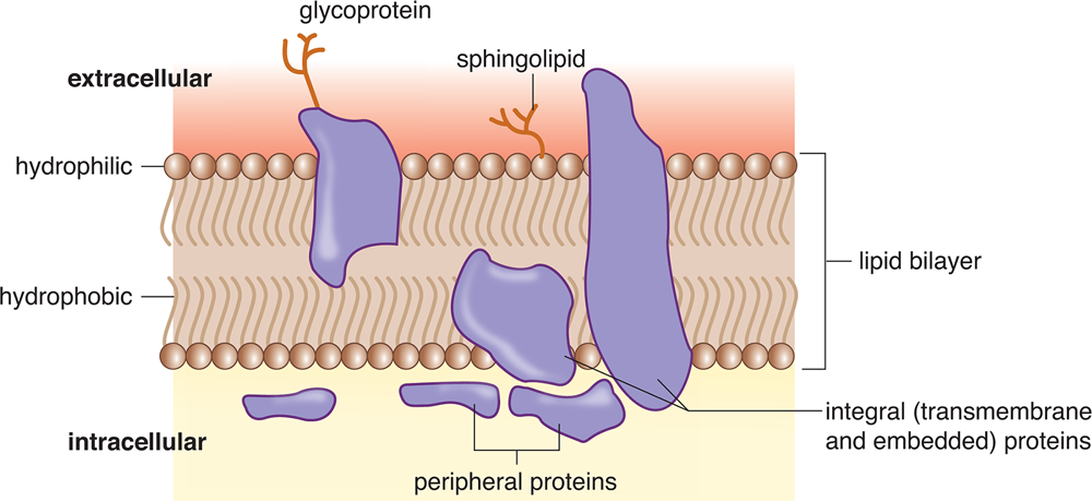cell membrane with embedded and peripheral proteins
