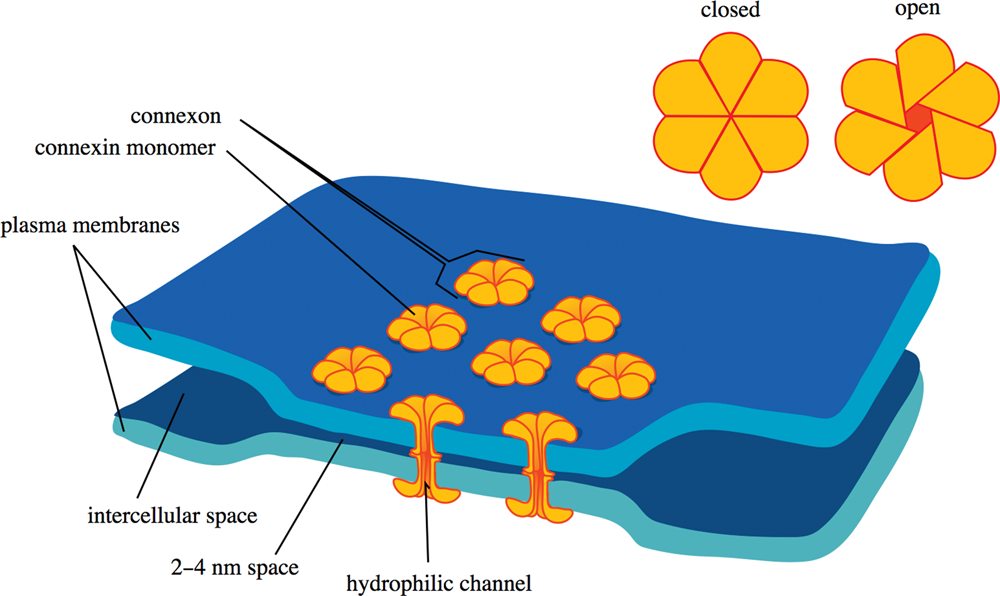 two plasma membranes closely abutted with connexons composed of six connexin monomers forming a hydrophilic channel