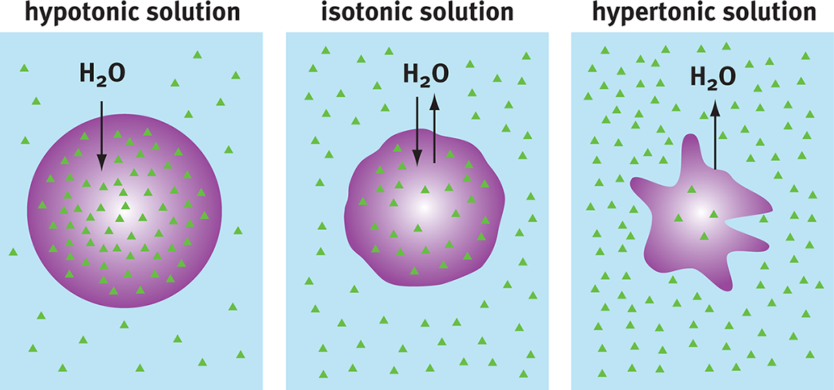 hypotonic solution: water moves into cell, isotonic solution: water moves into and out of cell at equal rates, hypertonic solution: water moves out of cell