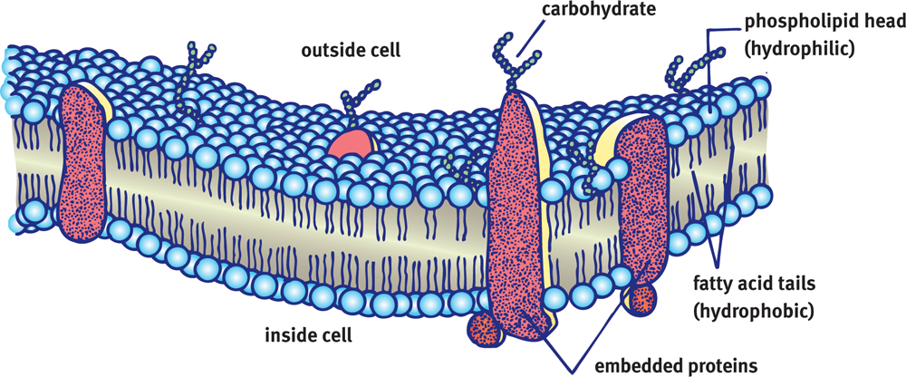 phospholipid bilayer (hydrophilic heads and hydrophobic tails) with embedded proteins with carbohydrates