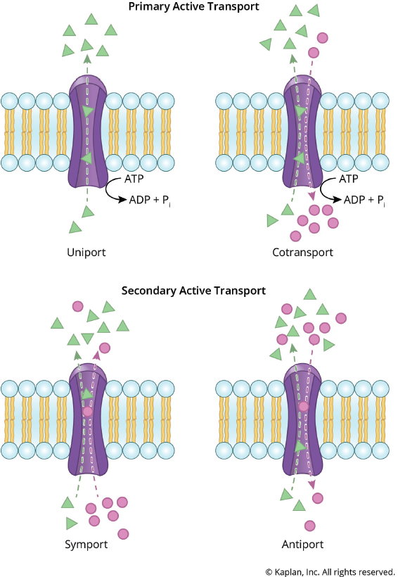 concentration gradient points into cell; simple diffusion: molecule crosses membrane into cell, facilitated diffusion: molecule crosses transporter into cell; active transport: molecule crosses transporter out of cell with energy input