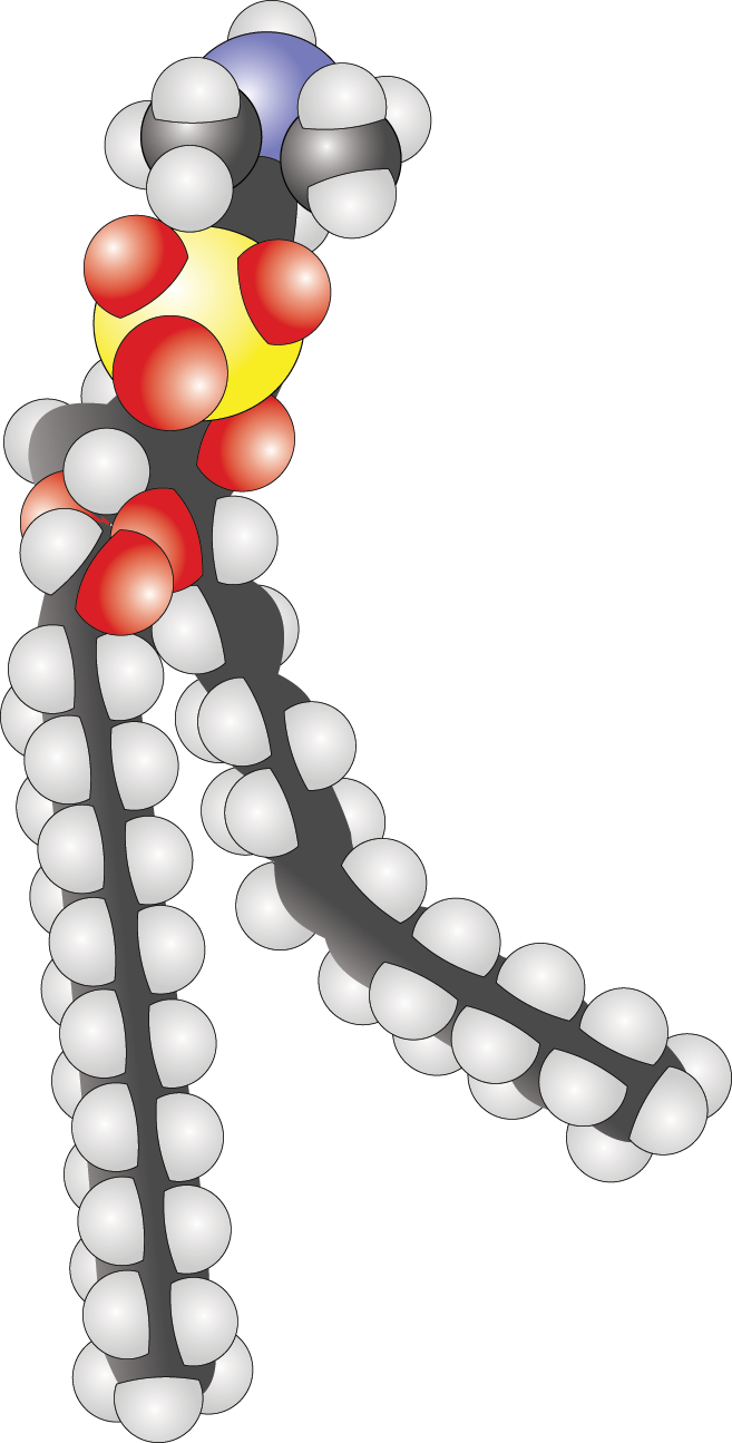 complex head group, two tails; one is straight, one is bent