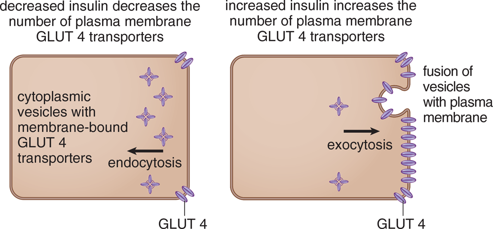 decreased insulin decreases the number of plasma membrane GLUT 4 transporters by endocytoses; increased insulin increases the number f plasma membrane GLUT 4 transporters by exocytosis
