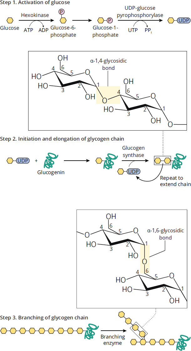  glycogen synthase makes linear alpha-1,4-polyglucose chain; branching enzyme hydrolyzes an alpha-1,4 bond and reattaches oligoglucose at another point with alpha-1,6 bond; glycogen synthase extends both branches
