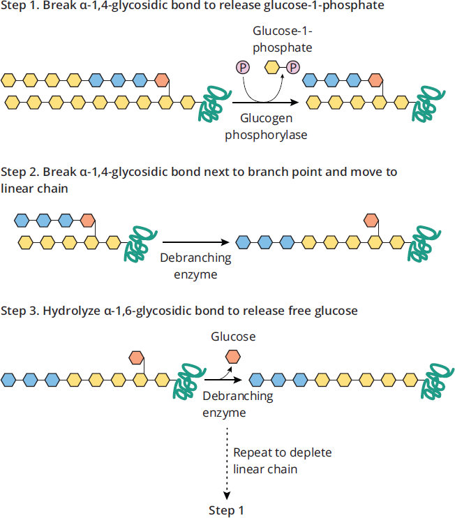 glycogen phosphorylase releases glucose 1-phosphate until branch point, where debranching enzyme hydrolyzes alpha-1,4 bond nearest branch point and transfers oligoglucose to another chain; then, debranching enzyme hydrolyzes alpha-1,6 bond, releasing glucose
