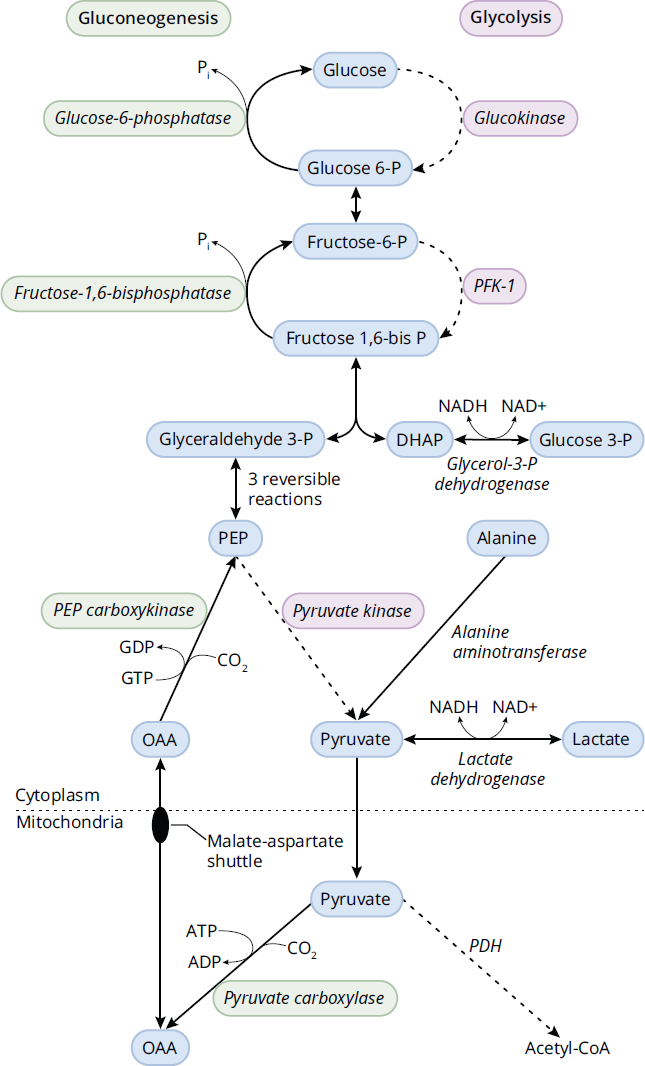 flowchart of gluconeogenesis; important reactions described subsequently