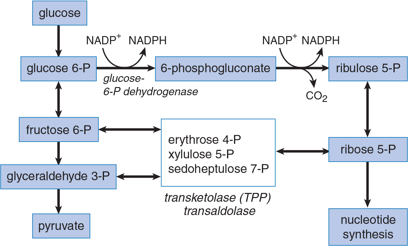 flowchart of pentose phosphate pathway; key reactions discussed in surrounding text