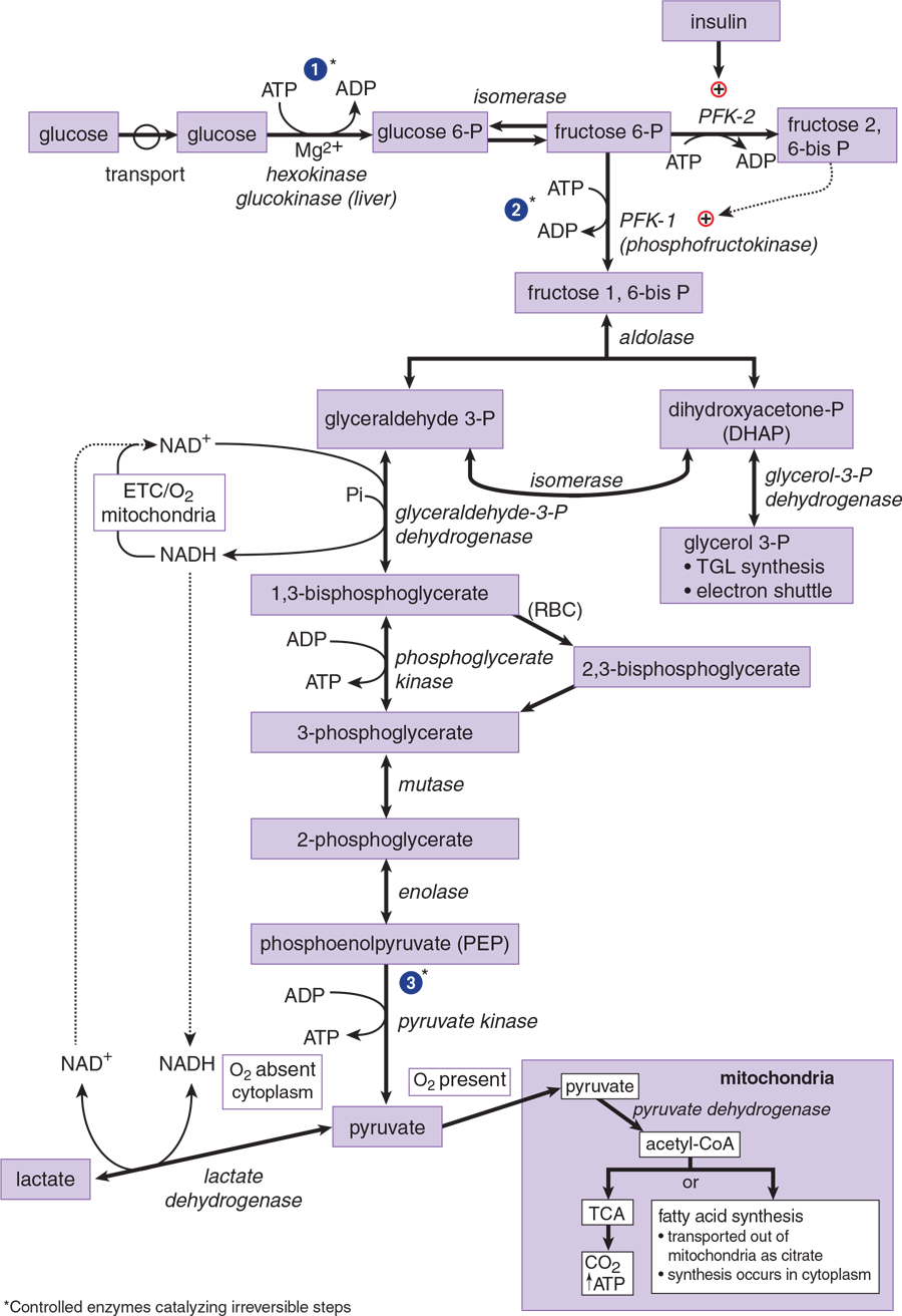 full biochemical pathway of glycolysis; important reactions discussed in subsequent text