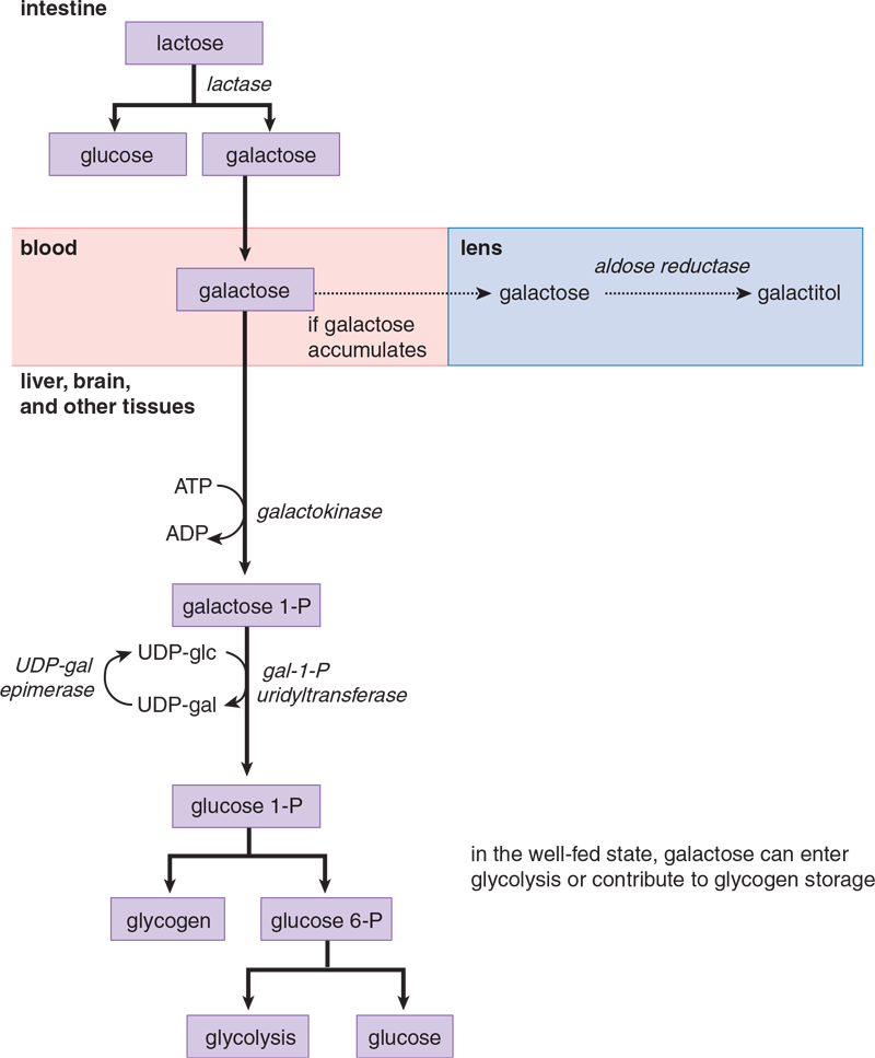 flowchart of galactose metabolism; important reactions discussed in subsequent text