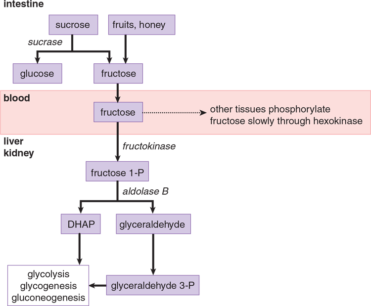 flowchart of fructose metabolism; important reactions discussed in preceding text