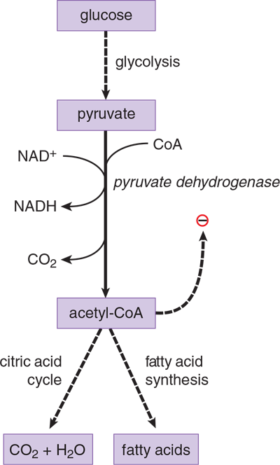 pyruvate converted to acetyl CoA with generation of NADH and carbon dioxide; acetyl CoA can then feed into citric acid cycle or fatty acid synthesis and negative regulates PDH complex