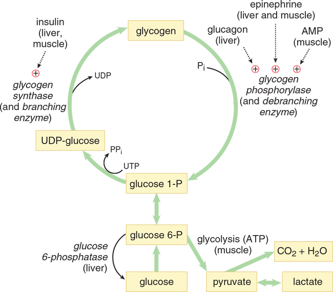 flowchart of glycogen metabolism; important reactions described in surrounding text