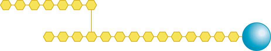 branching within a glycogen granule