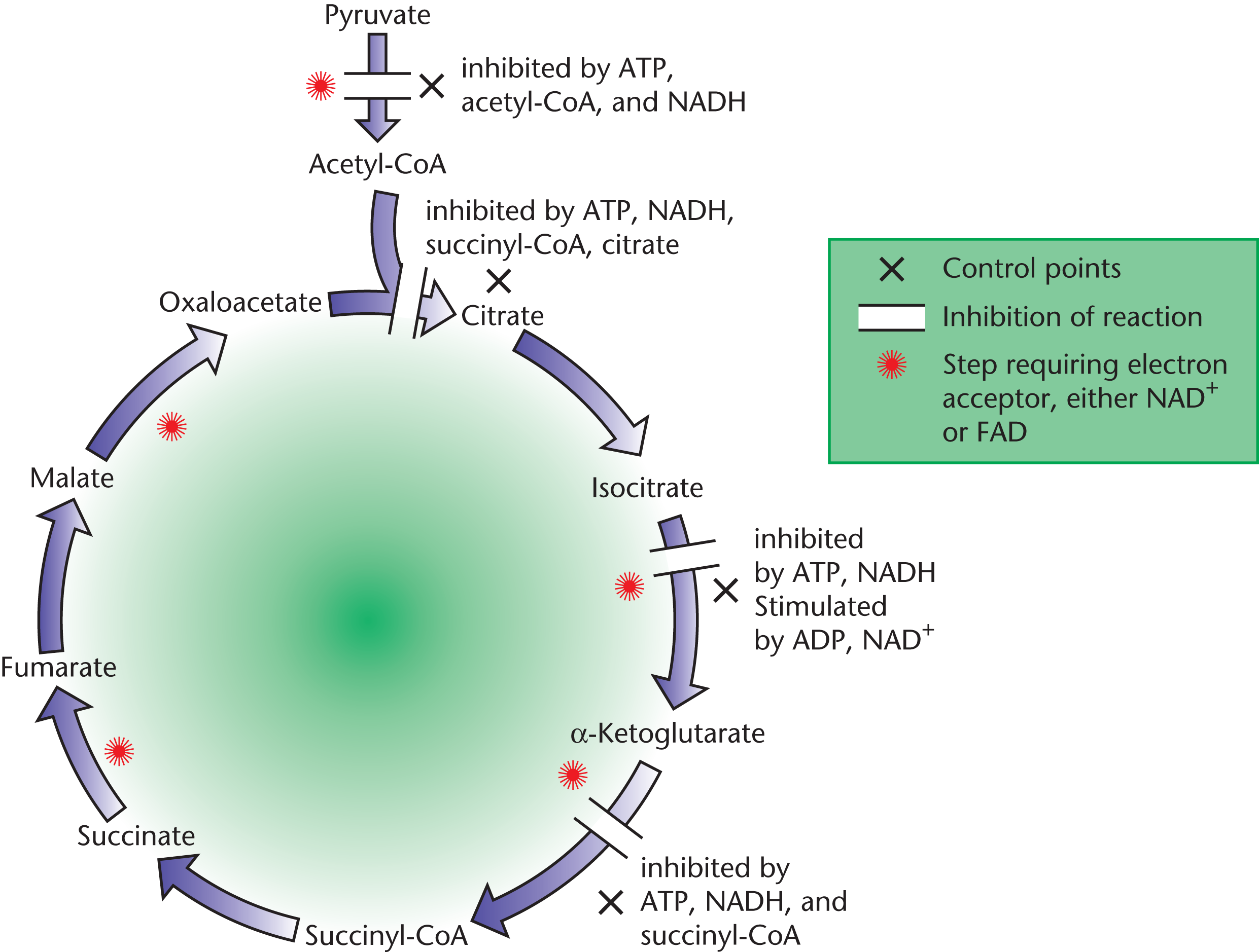 inhibition as described in previous text