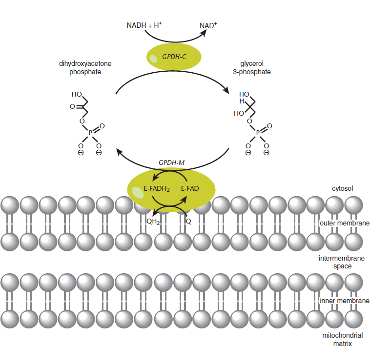 cytosolic glycerol-3-phosphate dehydrogenase converts DHAP and NADH into glycerol 3-phosphate and NAD+; mitochondrial enzyme converts back to DHAP while creating FADH2 from FAD; FADH2 converts Q to QH2