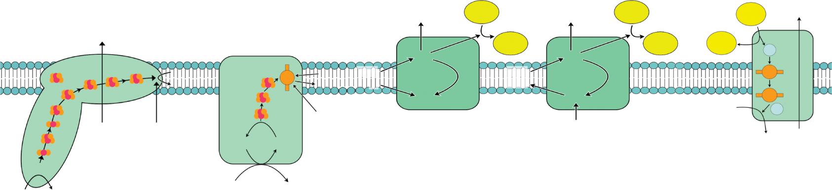 respiratory complexes on the inner mitochondrial membrane