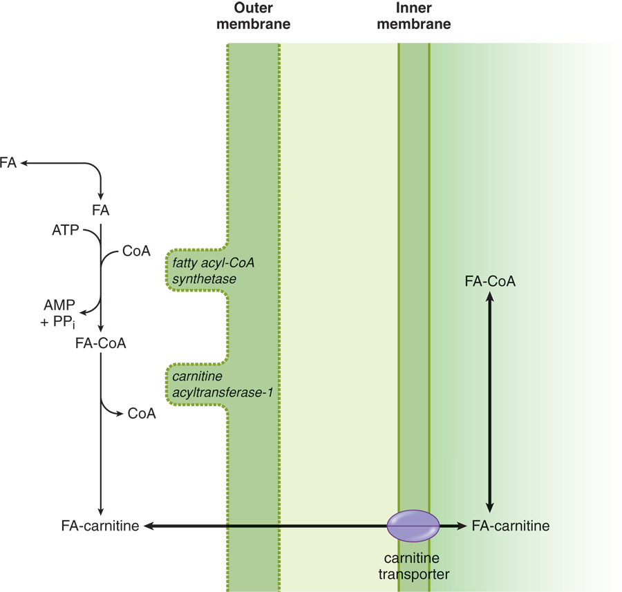 fatty acid coupled to CoA with cleavage of ATP to AMP and pyrophosphate; fatty acid coupled to carnitine and crosses inner membrane, where fatty acid is recoupled to CoA