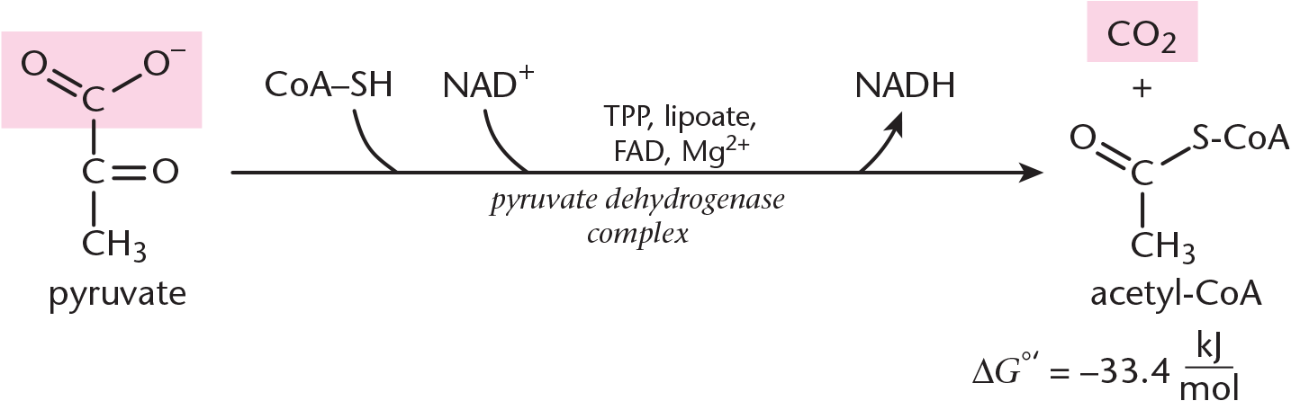 pyruvate converted to acetyl-CoA using CoA-SH, NAD+, TPP, lipoate, FAD, magnesium, and pyruvate dehydrogenase complex; NADH and carbon dioxide are byproducts