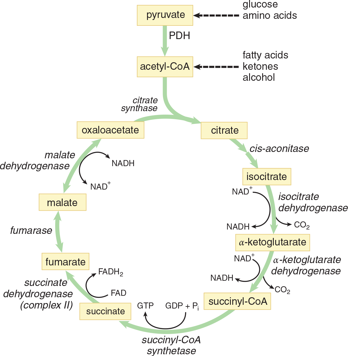 flowchart of citric acid cycle; descriptions of reactions given in subsequent text