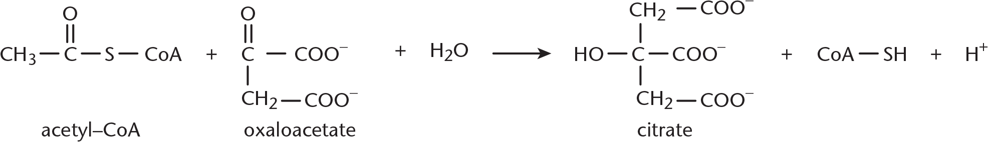 acetyl-CoA + oxaloacetate + water yields citrate + CoA-SH and a proton