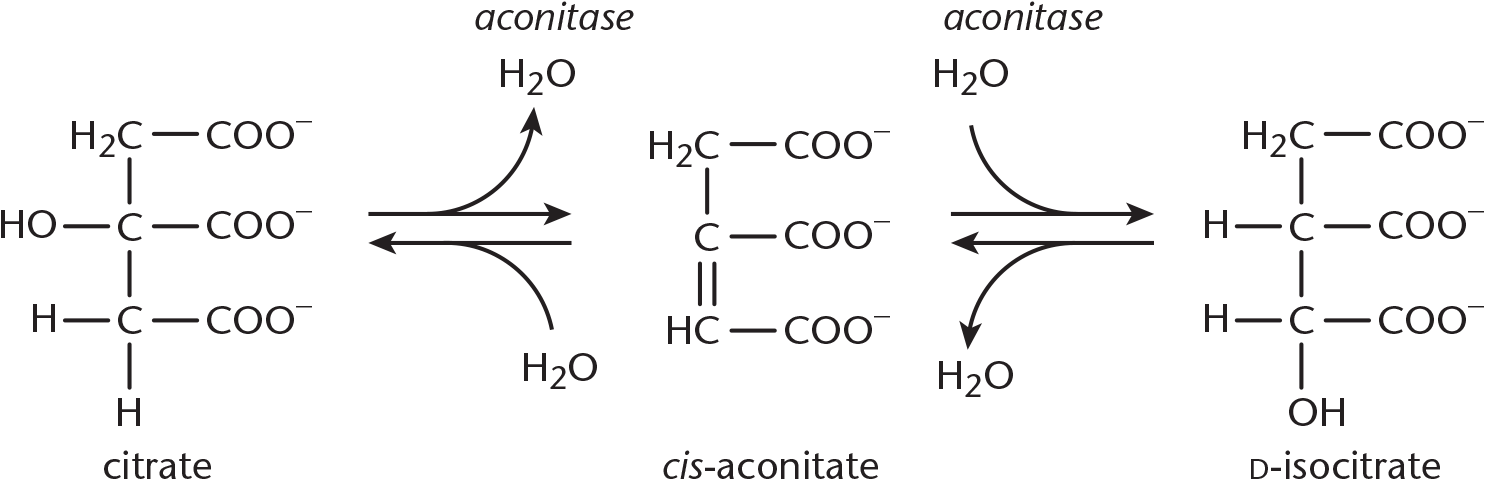 citrate loses water to become cis-aconitate, which gains water to become D-isocitrate; reverse reactions also shown