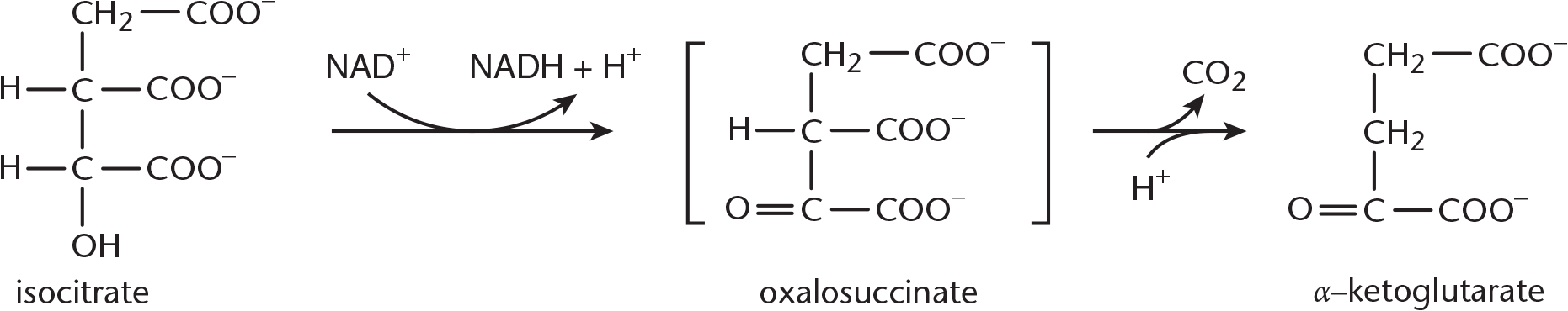 isocitrate and NAD+ converted into oxalosuccinate, NADH + a proton; oxalosuccinate loses carbon dioxide and gains a proton to become alpha-ketoglutarate
