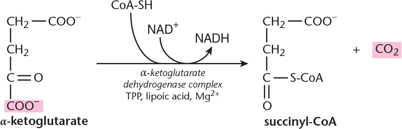 alpha-ketoglutarate combines with CoA-SH, NAD+, TPP, lipoic acid, and magnesium in the alpha-ketoglutarate dehydrogenase complex, forming succinyl-CoA, NADH, and carbon dioxide