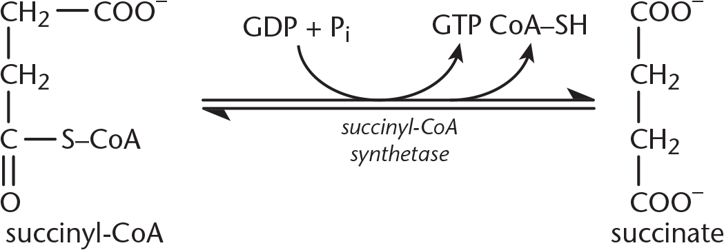 succinyl-CoA combines with GDP and inorganic phosphate using succinyl-CoA synthetase, forming GTP, CoA-SH, and succinate