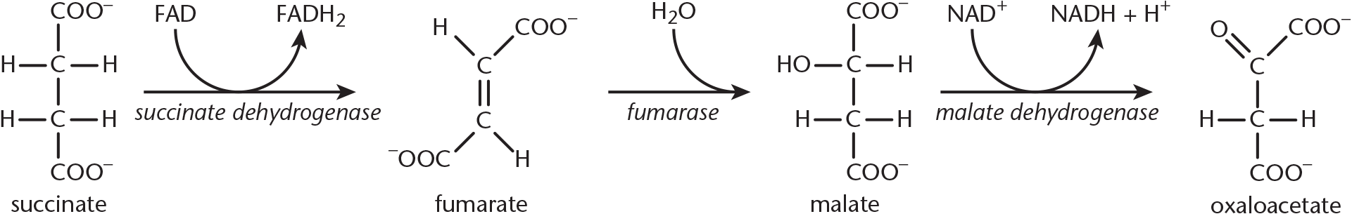 succinate dehydrogenase converts succinate and FAD to fumarate and FADH2; fumarase adds water to generate malate; malate dehydrogenase adds NAD+ to yield oxaloacetate, NADH + proton