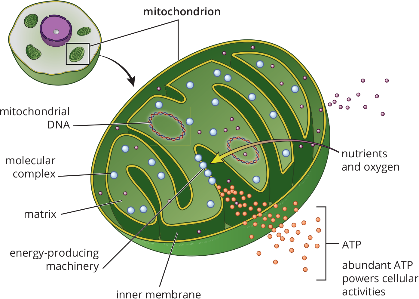 labeled: matrix, inner membrane with ETC complexes converting nutrients and oxygen into ATP, mitochondrial DNA